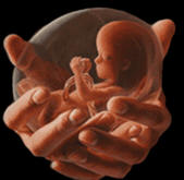http://www.cogforlife.org/aborti1.jpg